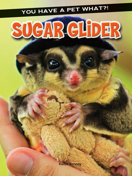 Affectionate cheap sugar glider