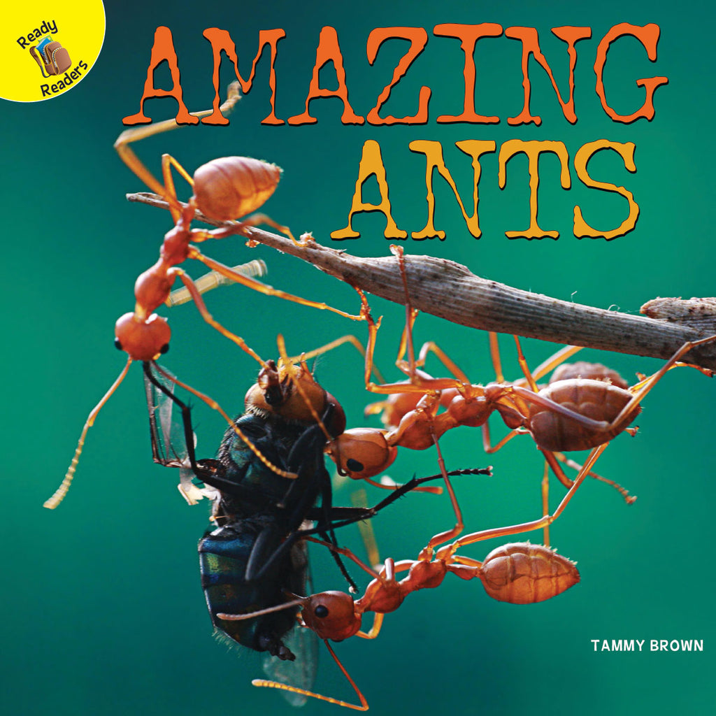 2019 - Amazing Ants (Hardback)